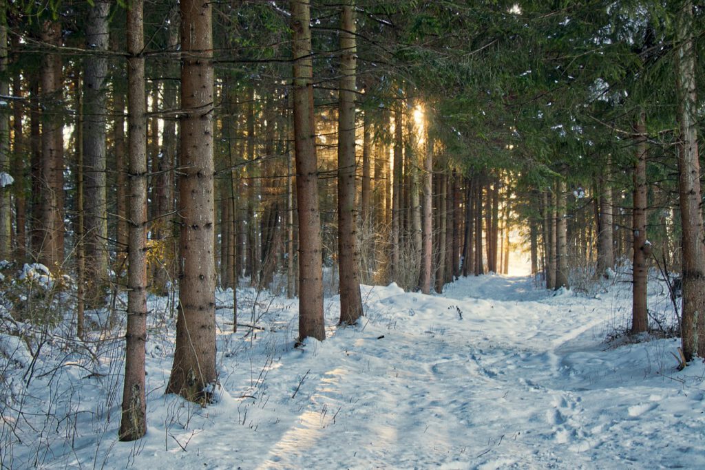 snow, trees, forest-3158868.jpg